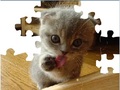 Cute Cat Puzzle, et mängida online