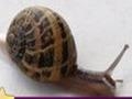 Snail: Puzzle, et mängida online